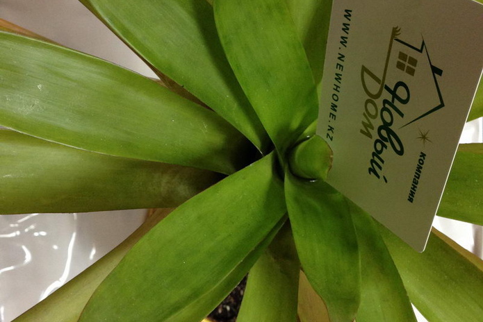 Очередь дошла до травматического