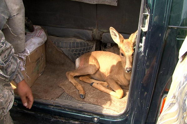 Джонни из Катона