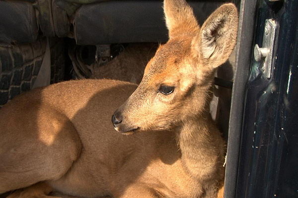 Джонни из Катона