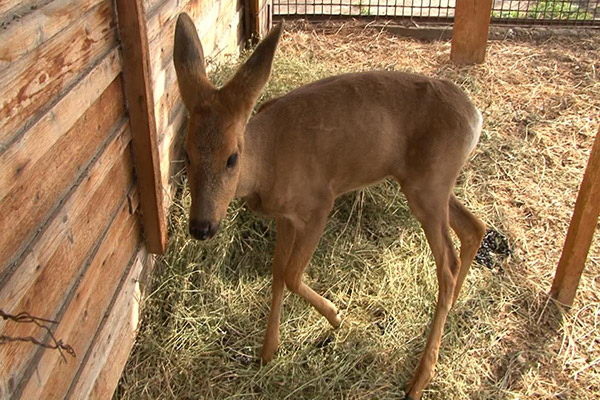 Джонни из Катона