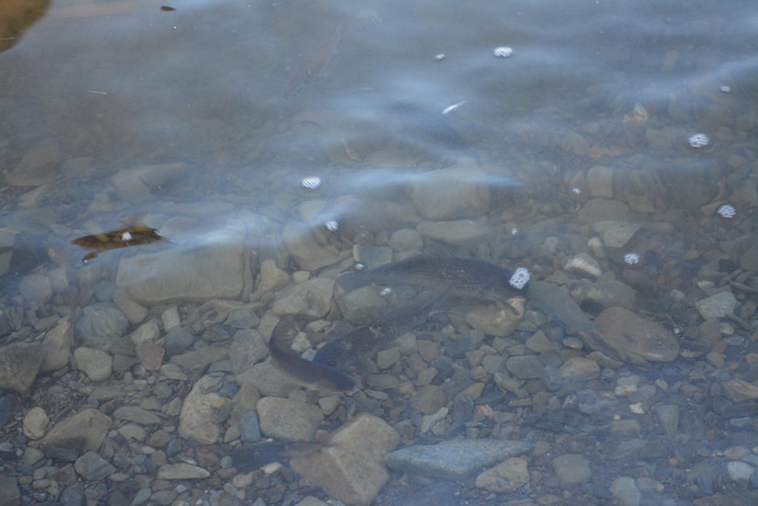 Подводная охота наоборот