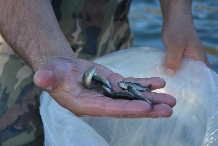 Подводная охота наоборот