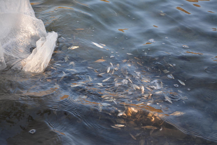 Подводная охота наоборот