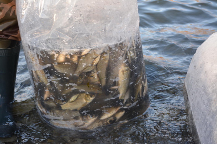 Подводная охота наоборот