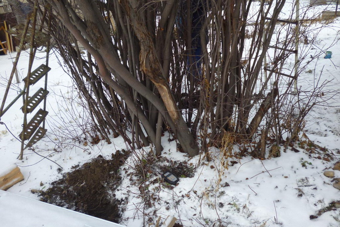 Жизнь на фоне