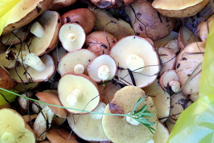 Бухтарма  открывает сезон со скидками до 50% - PR