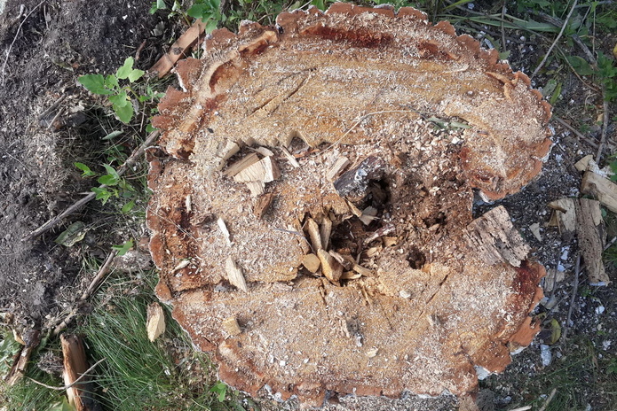 Будущий разведчик