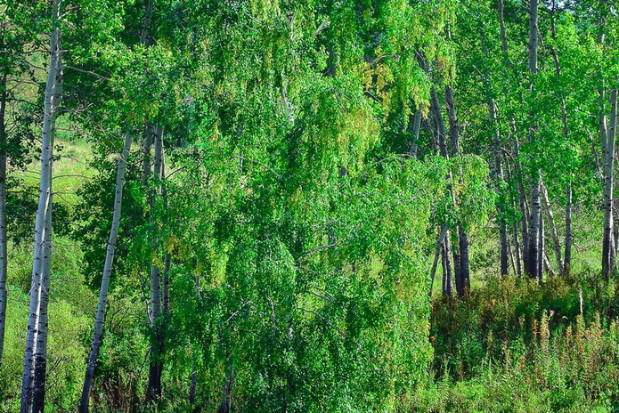 Отдых от цивилизации - PR