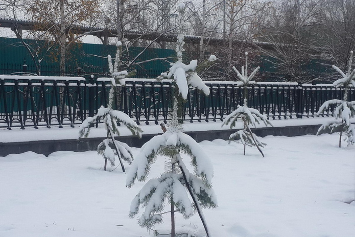 Зелёный десант
