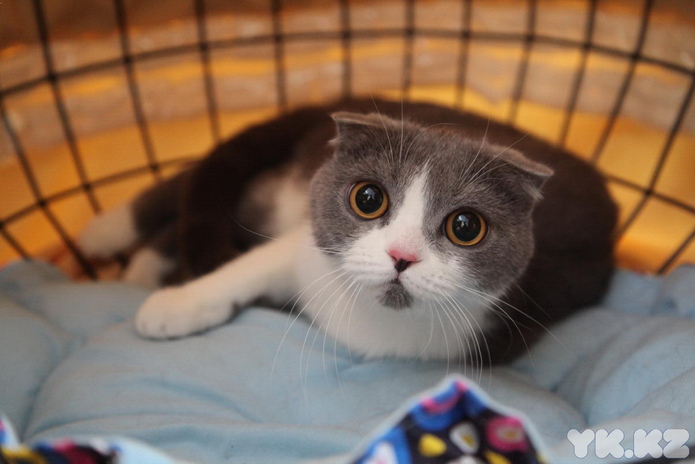 Кошачье время