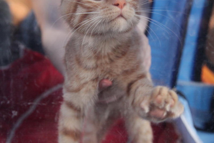 Кошачье время