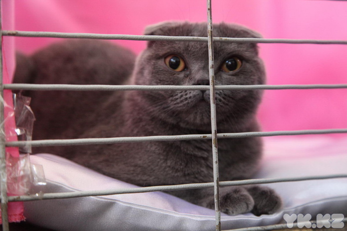 Кошачье время