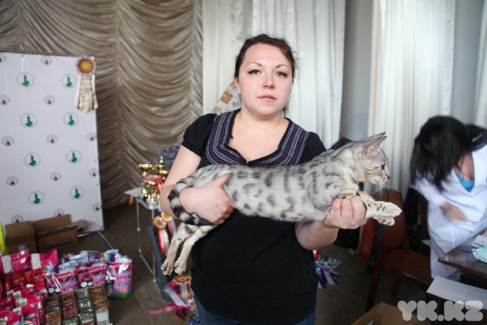 Кошачье время