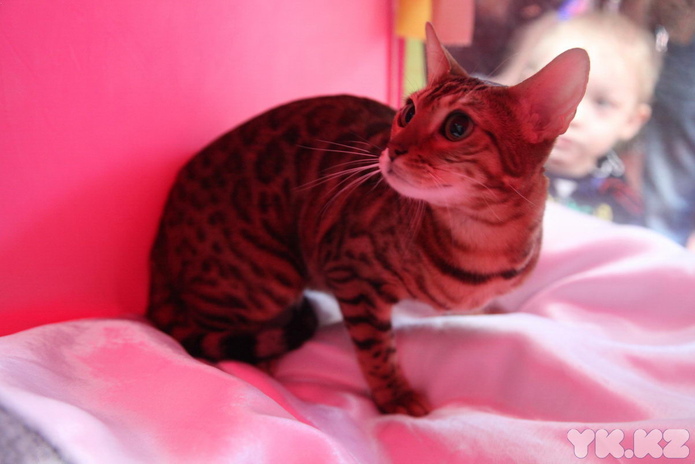 Кошачье время