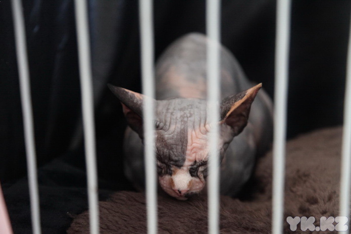 Кошачье время