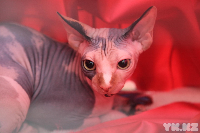 Кошачье время