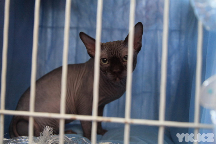 Кошачье время