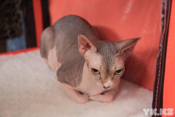 Кошачье время