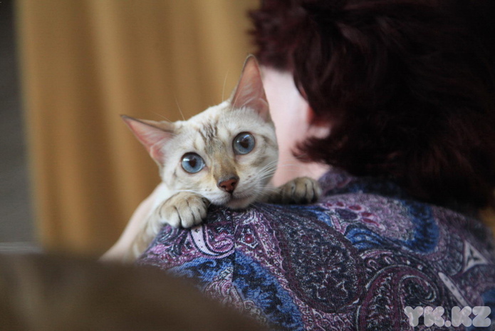 Кошачье время