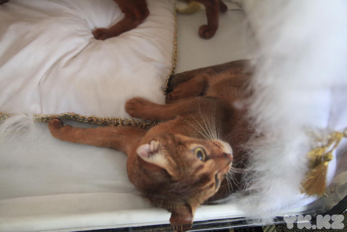 Кошачье время