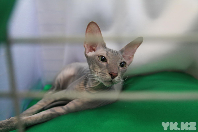 Кошачье время