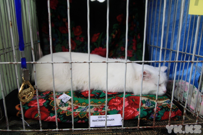 Кошачье время