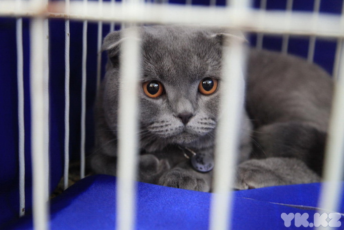 Кошачье время