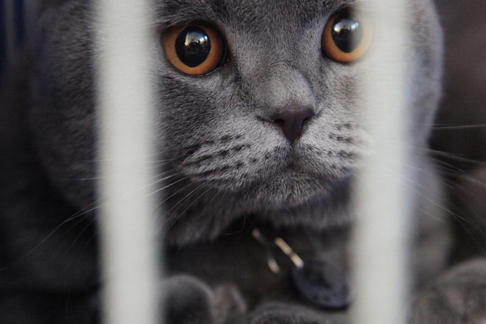 Кошачье время