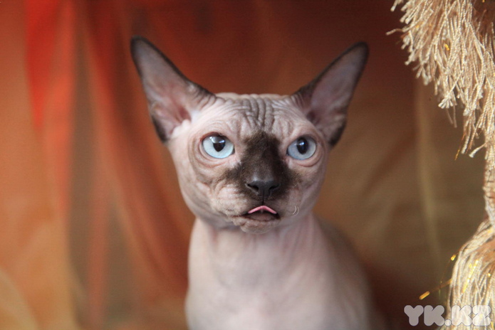 Кошачье время