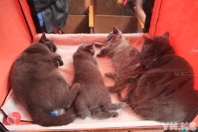 Кошачье время