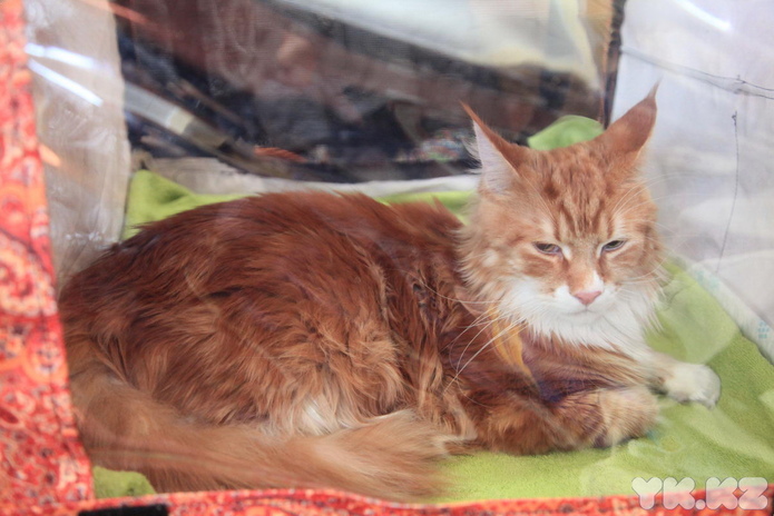 Кошачье время