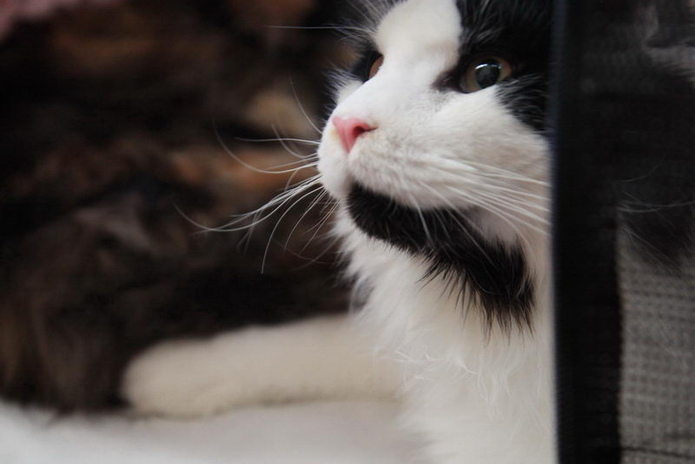 Кошачье время