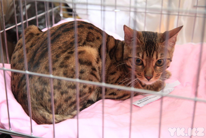 Кошачье время