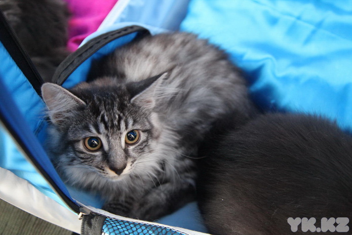 Кошачье время