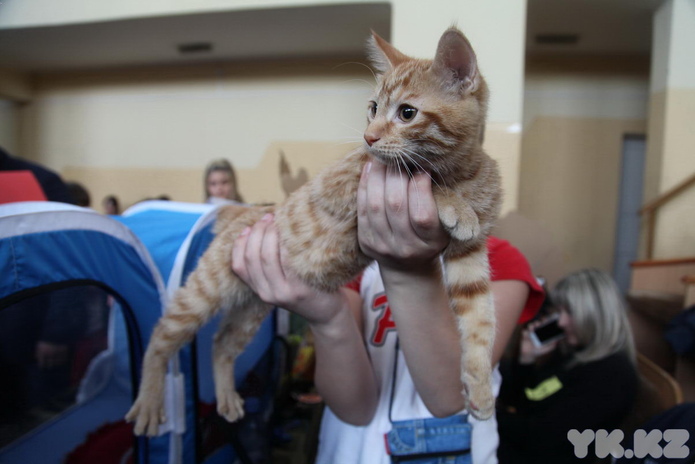 Кошачье время