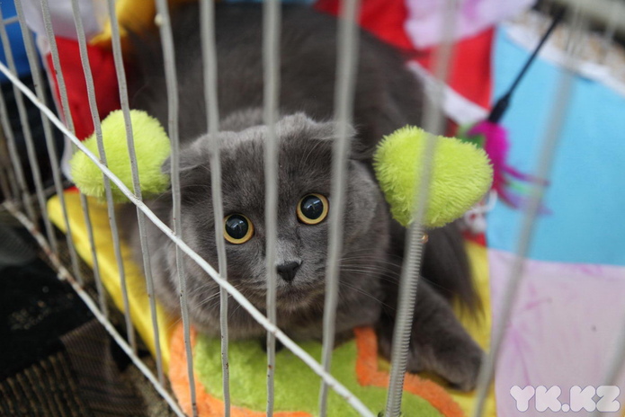 Кошачье время