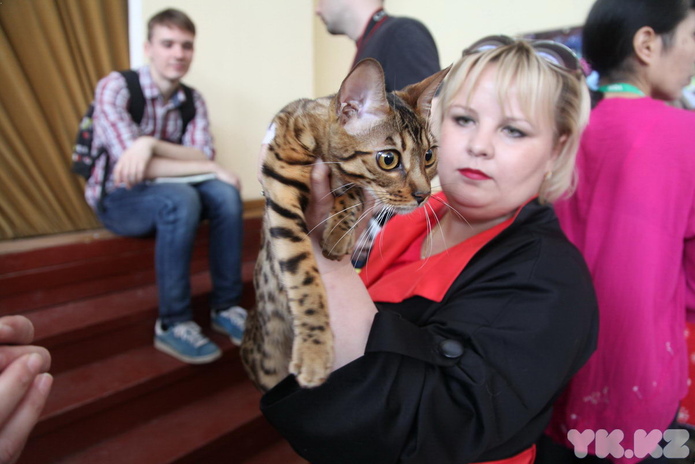 Кошачье время