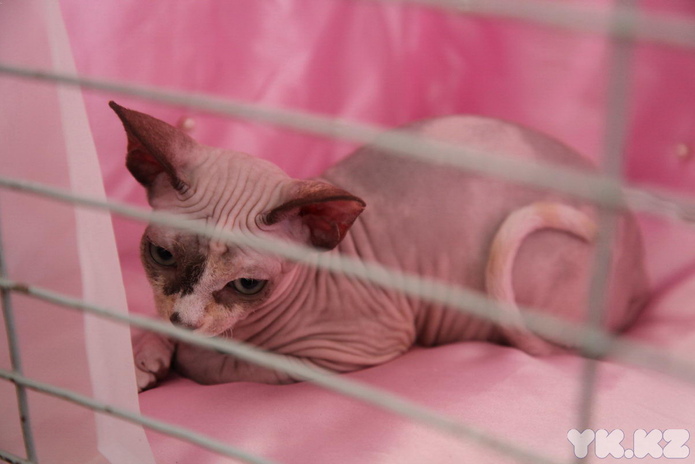 Кошачье время