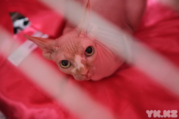 Кошачье время