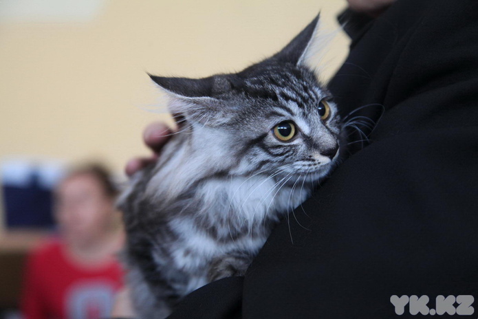 Кошачье время