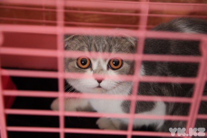 Кошачье время