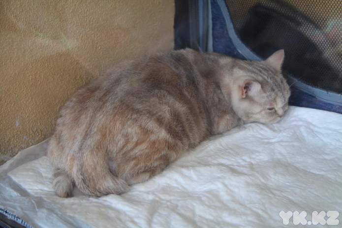 Кошачье время