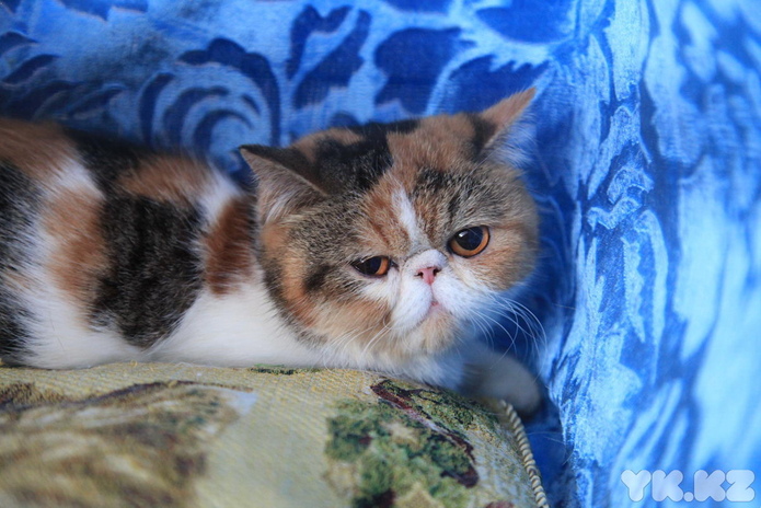 Кошачье время