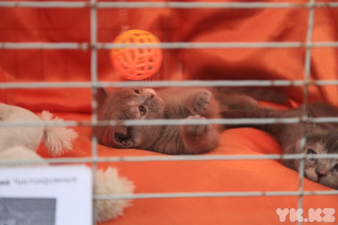 Кошачье время