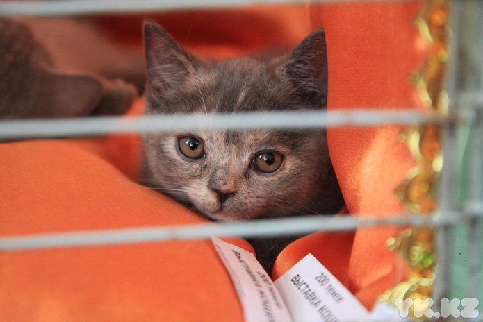 Кошачье время