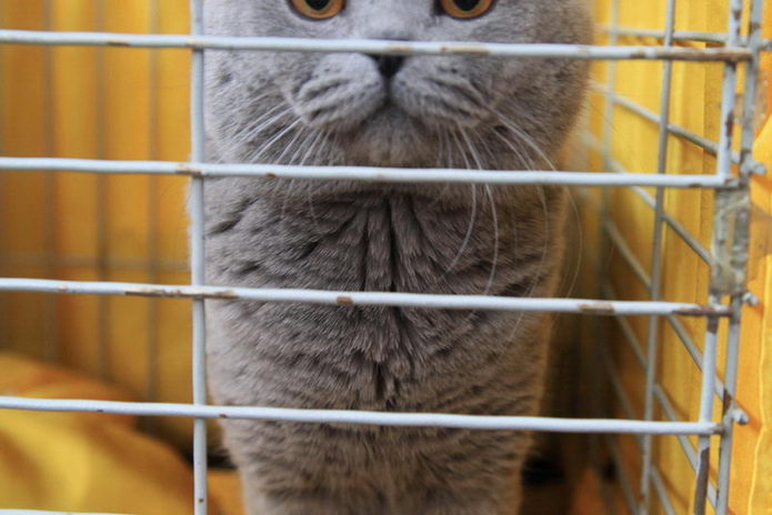 Кошачье время