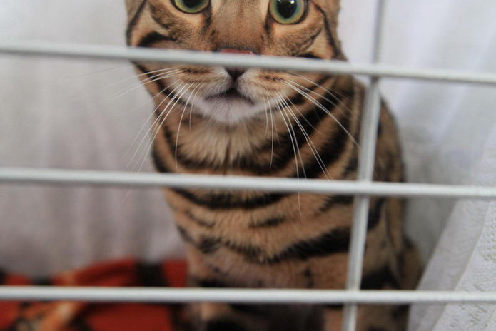 Кошачье время