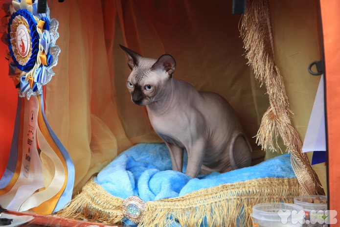 Кошачье время