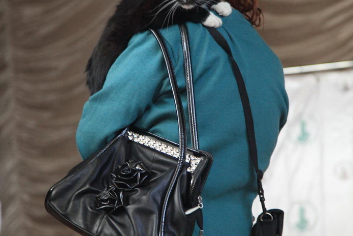 Кошачье время