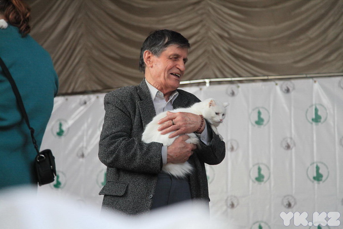 Кошачье время